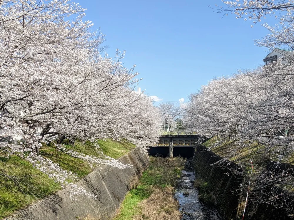 春のお散歩＆お花見